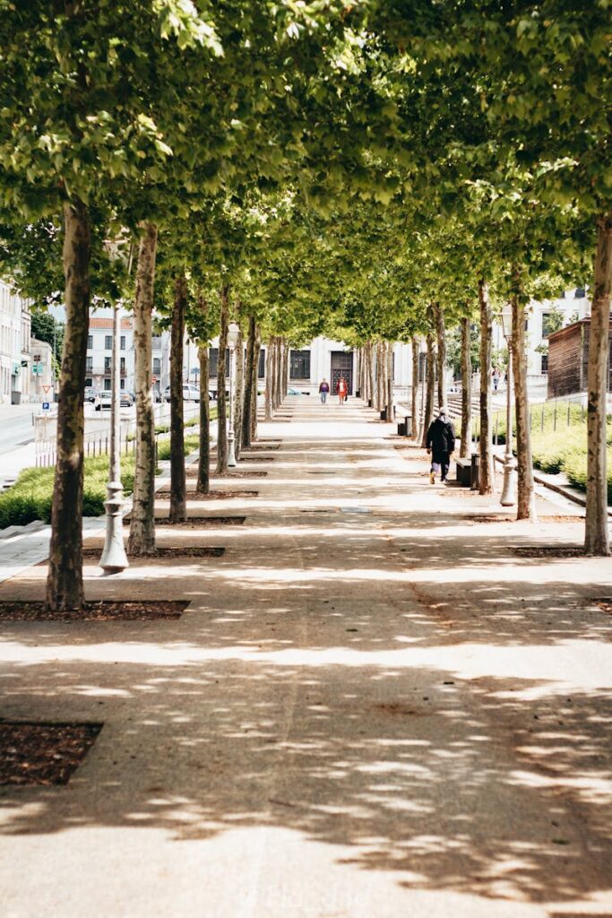 A sunny pathway in an urban park flanked by rows of lush green trees.