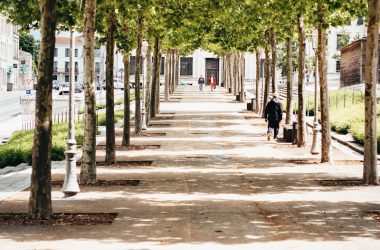 A sunny pathway in an urban park flanked by rows of lush green trees.